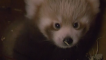 Rare red panda cub born at Berlin zoo