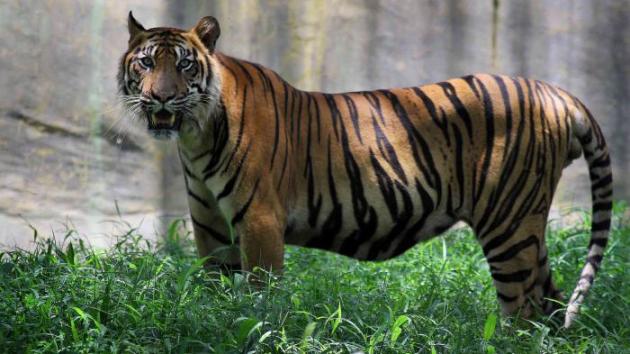 Une tigresse du zoo de Jérusalem dévore ses deux petits