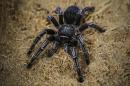 A tarantula, known as Costa Rican Tiger Rump (Cyclosternum fasciatum) is seen at the Exotic Fauna Store in Managua, Nicaragua, on November 24, 2014