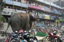 Un elefante camina por una calle de Siliguri, India, el 10 de febrero de 2016