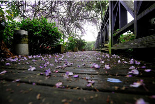 浪漫的紫藤雨落下。(圖片來源／瑞里茶壺民宿）