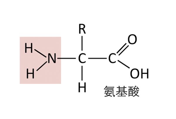 吃蛋白質不易發胖？研究：助長肌、提升代謝率