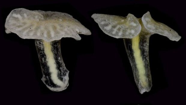 Les Dendrogramma sont un nouveau genre de créature marine présentant une forme de champignon et découverte au large de l'Australie