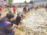 北港農民與學校、黃金蝙蝠館合作，推出「古早田幸蝠米」，請學童來插秧、蝙蝠來除蟲。（張朝欣攝）