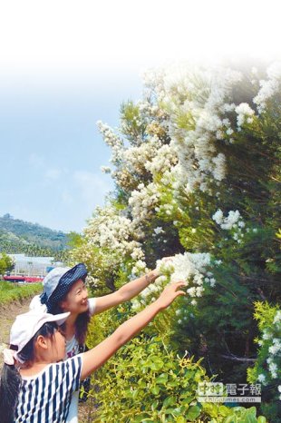 親子共賞澳洲茶樹如白雪的花序。（沈揮勝攝）