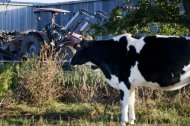 Incorporar diferentes tipos de óleos na alimentação dos ruminantes também permite reduzir as emissões de metano, afirmaram os cientistas