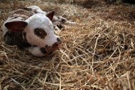 Bezerro é visto em fazenda na cidade francesa de Hauteville-la-Guichard, em 21 de fevereiro de 2014