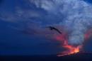 Galapagos: si risveglia il vulcano Wolf, iguane rosa   a rischio - Foto e Video