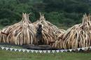 KWS ranger stands guard in the rain near stacks of   elephant tusks, part of an estimated 105 tonnes of ivory and a tonne of rhino horn   confiscated from smugglers and poachers to be burnt at the Nairobi National Park   near Nairobi