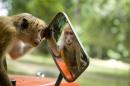 Declare monkeys as vermin in 39 tehsils: HP to MoEF