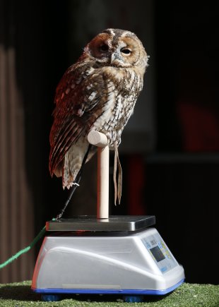 Owl flies off with wedding rings