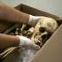 Skeleton of Medieval 'Witch Girl' Found Buried Face Down in It …