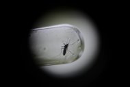 Detalhe de uma pipeta com "Aedes aegypti"