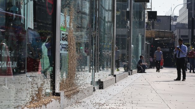 The swarm of 5,000-strong honeybees that have been attracted to a discount sign on the window of Topshop in Victoria Street, central London