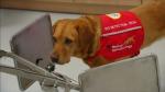 Can you smell cancer? Dogs may diagnose with up to 90% accuracy