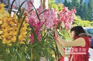 魚池鄉為台灣最大的蘭花產地，鄉公所將於10日在日月潭文武廟舉辦「蘭鄉報歲」產業活動。（沈揮勝攝）