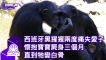 西班牙黑猩猩兩度痛失愛子 懷抱寶寶三個月