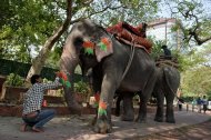 A mahout adorns the trunk of an elephant with a party logo in the vicinity of the Bharatiya Janata Party (BJP) headquarters in New Delhi, on May 16, 2014