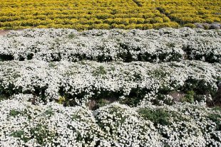 雪白、金黃杭菊組成了美麗花毯。(圖片來源／客家文化旅遊資訊網）