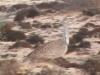 Houbara Bustard: ave rara ainda é caçada …