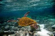 Una tortuga verde (Chelonia mydas) fotografiada el 1 de septiembre de 2009 en la isla San Cristóbal, parte del archipiélago ecuatoriano de Galápagos (AFP/Archivos | Pablo Cozzaglio )