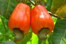 La noix de cajou, future « star » de l’agriculture en Guinée ?