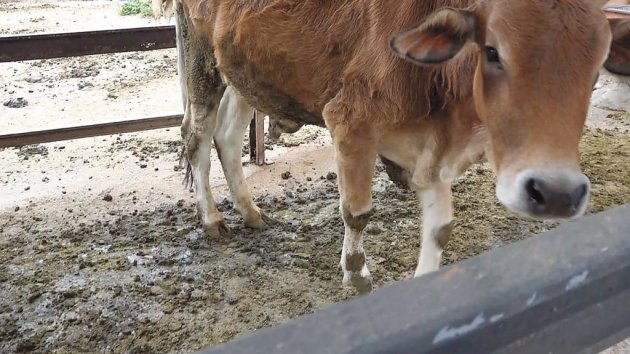 梅山護生園標榜打造動物的「永久家園」，卻將患有皮膚病的牛隻，關在滿地糞便的木欄內。