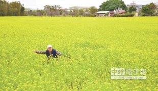 八德稻農呂理材在自家農田種植油菜花作為綠肥，黃澄澄一片油菜花毯吸引遊客朝聖。                  （林駿剛攝）