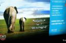 Ivoire : &quot;La défense intercontinentale des éléphants&quot;