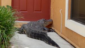 Miami Man and Dog Find Giant Alligator on Front Do&nbsp;&hellip;