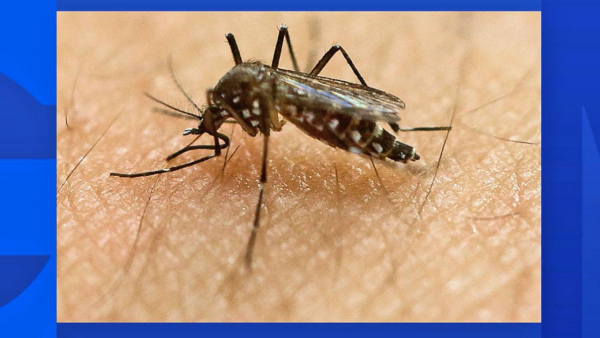 travel warnings virus zika Mosquito Know Yahoo to Need Borne What Travelers Virus: Zika