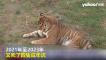中國野生動物園疑經營不善 20隻東北虎「非自然死亡」 包括10隻虎寶寶