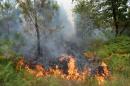 Incendie en Gironde: feu stabilisé près de 370 hectares détruits