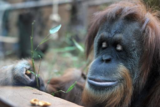 Un orangután en un zoo de Roma el 28 de marzo de 2014