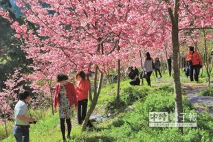 杉林溪櫻花盛開，吸引不少遊客駐足賞花。（廖志晃攝）