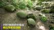 波士尼亞森林藏巨型「神祕石球」 如童話森林仙境 年吸數千遊客
