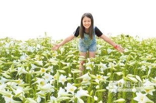 台灣原生種「鐵炮百合」在金門植物園飄香，估計將陸續綻放2萬朵之多。（李金生攝）