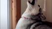 Howling huskies have a chaotic morning