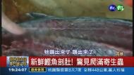 新鮮鰹魚生魚片 驚見寄生蟲