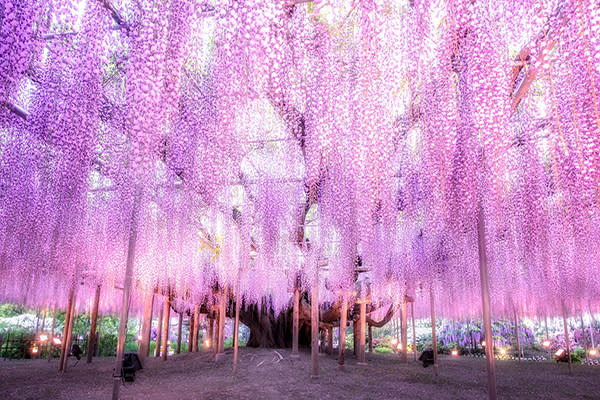 紫色花海隧道好夢幻 日本五大紫藤花景點 Yahoo奇摩旅遊