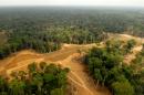 Plantation de palmiers à huile à Kango, à 60 kilomètres de Libreville (Gabon), le 15 août 2011