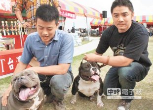 　面惡心善　　29日在新竹漁港舉辦「2015台灣巨型犬大賽」，除獒犬等大狗外，也有比特犬與鬥牛犬的混種「惡霸犬」。（郭芝函攝）