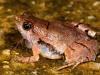 Could New Frogs Found in Surprising Places Inspire Conservation?