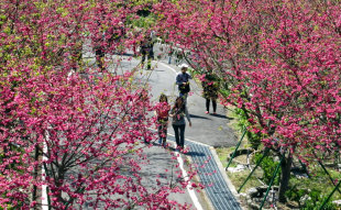 阿里山花季遊客多