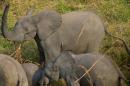 Afrique: La population des éléphants au plus bas depuis 25 ans