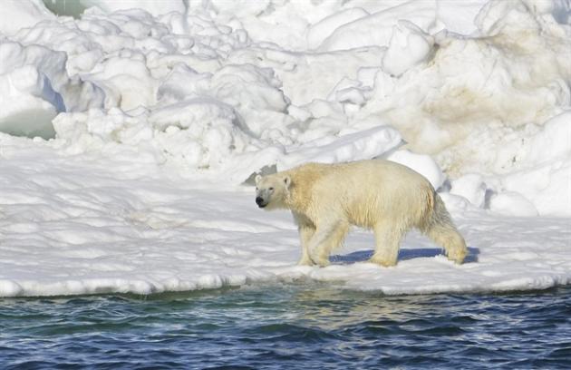 FILE - In this June 15, 2014 file photo, a polar bear dries off after taking a swim in the Chukchi Sea in Alaska. About a third of the world's polar bears could be in imminent danger from greenhouse gas emissions in as soon as a decade, a U.S. government report shows. The U.S. Geological Survey, the Interior Department's research arm, said updated scientific models don't bode well for polar bear populations across the world, especially in Alaska, the only state in the nation with the white bears. [Brian Battaile/U.S. Geological Survey via AP, File)