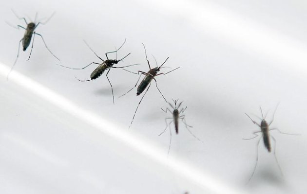 A dengue é uma infecção viral transmitida pelo mosquito 'Aedes aegypti'. O desenvolvimento de uma vacina contra a doença é complexo porque existem quatro subtipos do vírus