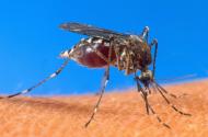(Arquivo) A criação de mosquitos vetores da malária geneticamente modificados para que transmitam a seus descendentes os genes que bloqueiam o parasita da doença é uma esperança para erradicar totalmente a grave infecção, causa de inúmeras mortes em todo o mundo