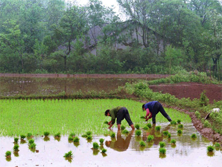 hệ thống lương thực thực phẩm