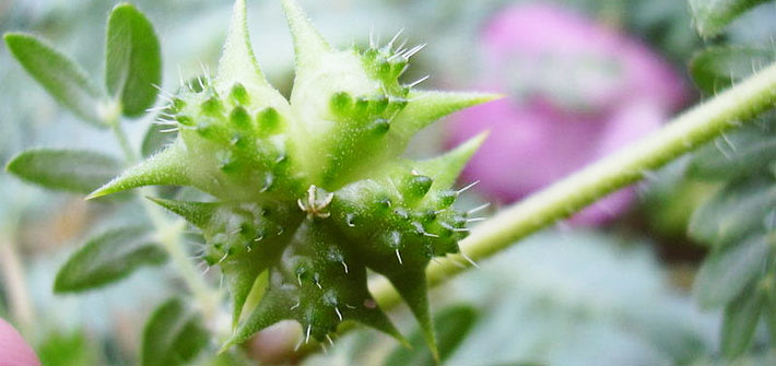 manfaat-tribulus-terrestris.jpg